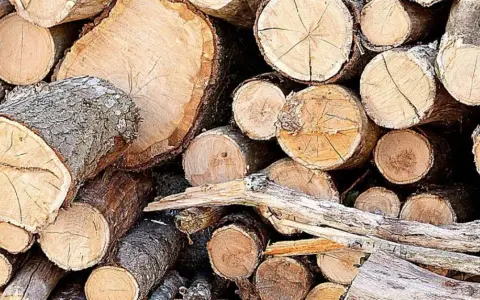 Jakie są limity średnicy drzewa do wycięcia bez zezwolenia?