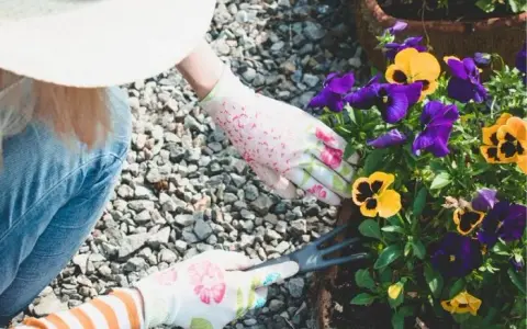 Kiedy sadzić bratki z nasion, aby uniknąć nieudanych siewów?