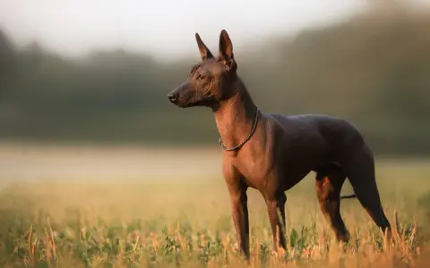 Un chien mexicain, sans poil, se tient dans un champ d'herbes hautes au lever du soleil.