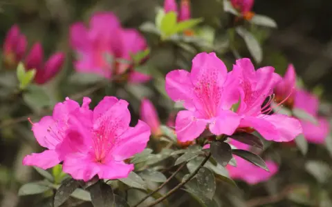 Magnifique floraison d'azalées roses vives, leurs pétales délicats ornés de taches plus foncées, annonçant le printemps.