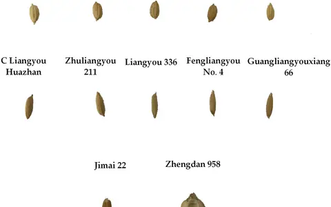 A collection of different rice grains, each labeled with a unique identifier, showcasing variations in size and shape.