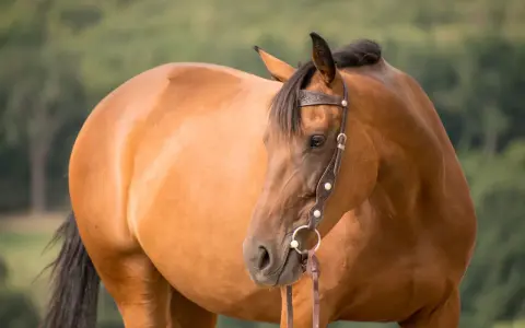 Braunes Pferd mit Lederhalfter und Gebiss, bereit für einen Ausritt. Das Schenkelgebiss pferd ist gut sichtbar.