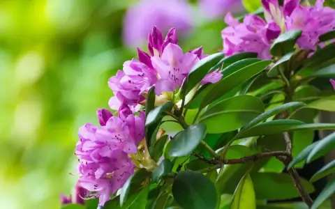 Fioletowe kwiaty rododendronu, gotowe do przycinania po kwitnieniu, otoczone zielonymi liśćmi.