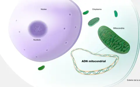 Ilustración de una célula con núcleo, citoplasma y mitocondrias. El ADN mitocondrial, que sirve para la producción de energía, se muestra en un bucle.