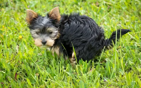 Mały yorkshire terrier robi czarną kupę w trawie.