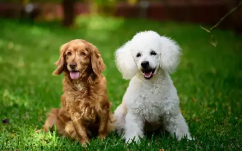 Rudy spaniel i biały pudel siedzą na trawie, ciesząc się słońcem.