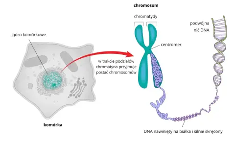 Komórka z jądrem, gdzie chromatyna tworzy chromosomy. Pokazano budowę chromosomu i podwójną nić DNA, kluczowy element każdego genu.
