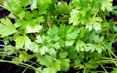 Persil frais et luxuriant, prêt à être récolté. Idéal pour savoir quand semer du persil en jardinière et profiter de cette herbe aromatique toute l'année.