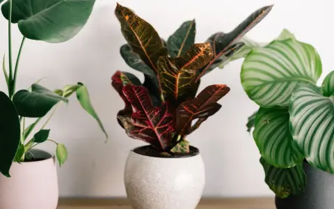 Tres plantas pequeñas de interior: una Monstera con hojas verdes, una Croton con hojas rojas y naranjas, y una Calathea con hojas rayadas verdes y blancas.