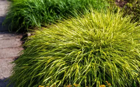 Kępa Hakonechloa odmiany 'Aureola' z żółto-zielonymi liśćmi, rosnąca obok ścieżki z kamieni.