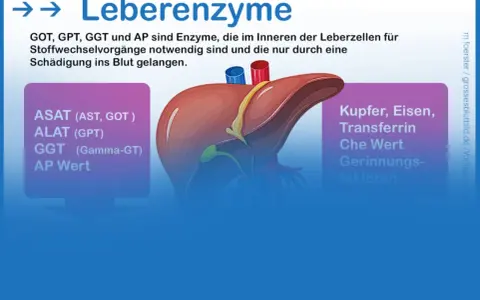 Leberenzyme wie GOT, GPT, GGT und AP sind wichtig. Ihre Blutwerte können auf eine Fettleber hinweisen.