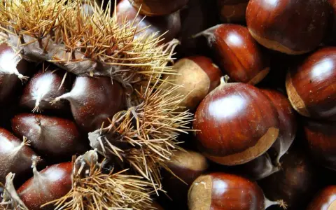 Castagne appena raccolte, alcune ancora nel loro riccio spinoso, altre pronte per essere gustate. Il loro significato è legato alla natura e alla stagione autunnale.