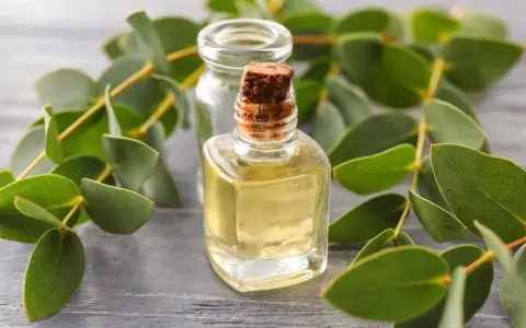 Huile essentielle d'eucalyptus citronné : attention au danger. Flacon de liquide jaune pâle entouré de feuilles vertes sur fond de bois.