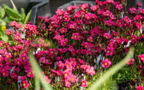 Bienenfreundliche polsterstauden als beeteinfassung, leuchtend pinke Blüten mit gelben Zentren, ideal für Steingärten und Trockenmauern.