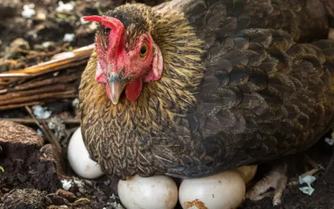 Gallina che cova le uova. Quante uova fa una gallina al giorno? Dipende dalla razza e dalla stagione, ma questa ne ha già deposte diverse!