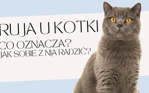 Jak długo kotka ma ruje? Poznaj tajemnice rui i jej trwania