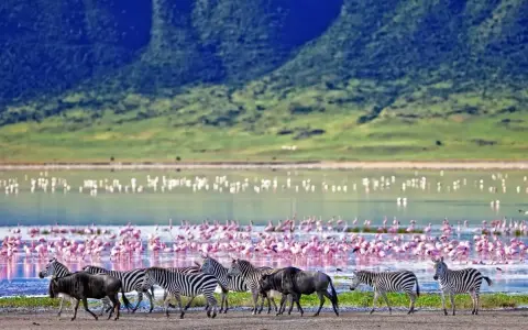 Stado zebr i gnu przemierza brzeg jeziora w Ngorongoro, gdzie tysiące flamingów tworzy różowy dywan.