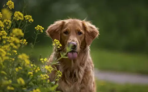 Piękny pies rasy retriever z językiem na wierzchu, otoczony żółtymi kwiatami.
