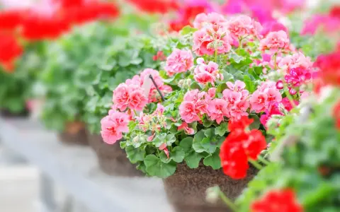 Reich blühende Geranien in Rosa und Rot, ein Zeichen für gute Geranien Pflege.