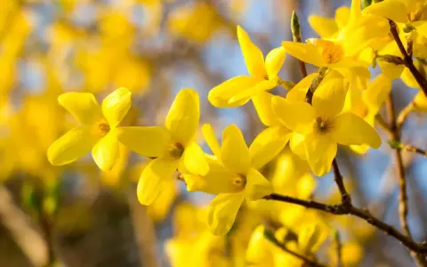 Bouture forsythia en pleine floraison, ses fleurs jaunes éclatantes illuminent le printemps.