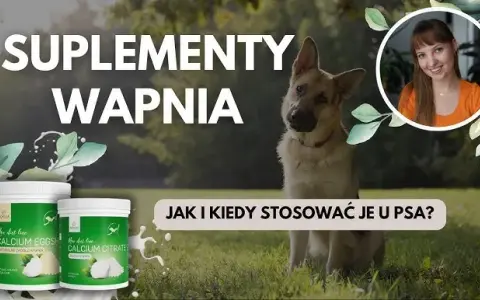 Jakie wapno dla psa wybrać, aby uniknąć zdrowotnych problemów?