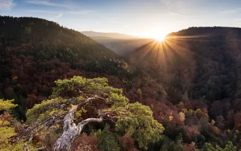 Sonnenstrahlen brechen durch den Herbstwald im Harz. Ein alter Baum ragt über die Täler, ideal für **Harz Wanderwege**.