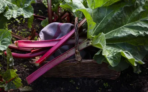 Frisch geernteter Rhabarber liegt in einem Korb im Garten. Die Erntezeit ist lang, bis in den Frühsommer hinein.