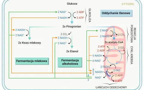 Schemat przedstawia szlak metaboliczny, gdzie glukoza przekształca się w pirogronian, a następnie w kwas mlekowy lub etanol. Wzór kwasu pirogronowego jest kluczowym produktem pośrednim.