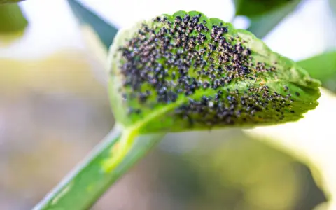 Un pulgón limonero se reproduce en una hoja verde, cubriéndola por completo.