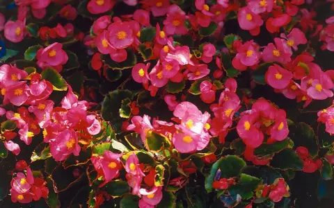 En tät matta av rosa begonia utomhus, med sina karaktäristiska gula mittpunkter, skapar en färgexplosion.