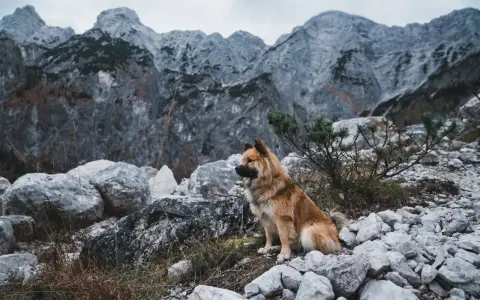 Pies siedzi na kamienistym szlaku, gotowy na wyprawę gdzie w góry z psem. W tle majestatyczne, skaliste szczyty.