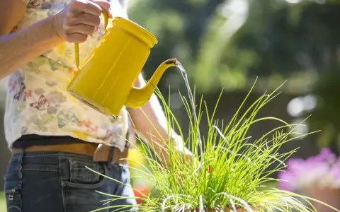 Donna innaffia le piante con un'annaffiatoio giallo. Scopri come togliere il calcare dall'acqua per innaffiare le piante e mantenerle sane.