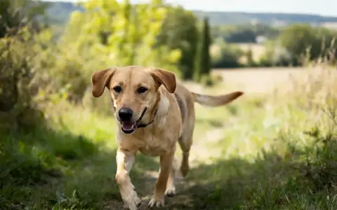 Un joyeux staff croisé labrador court sur un sentier herbeux, le soleil illumine son pelage doré.