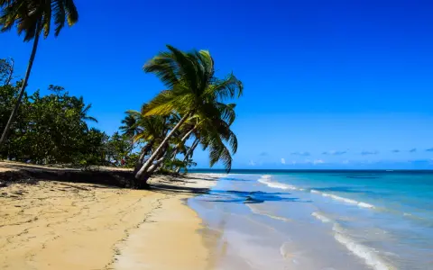 Dominikana najpiękniejsze miejsca: piaszczysta plaża z palmami i turkusowym morzem.