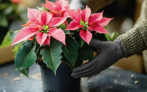 Hände in schwarzen Handschuhen halten einen leuchtend roten Weihnachtsstern in einem Topf. Die Pflanze hat grüne Blätter und rote Hochblätter.