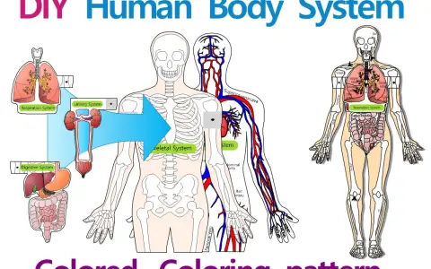 Illustrazione di un modellino corpo umano fai da te con scheletro, organi e sistema circolatorio.