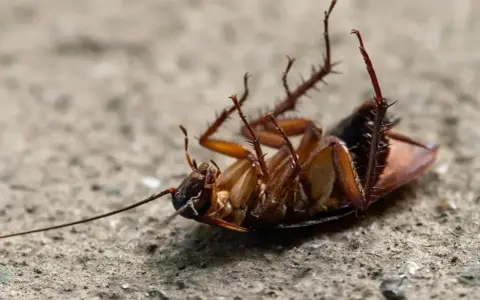Cucaracha boca arriba, un ejemplo de cómo ahuyentar las cucarachas.