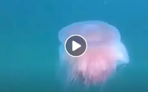 Una medusa rosa fluttua nell'acqua blu, forse la medusa più piccola al mondo.