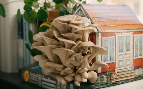 En stor klase ostronskivling växer framför en miniatyr av ett rött hus. En vacker demonstration av hur man kan odla svamp hemma.