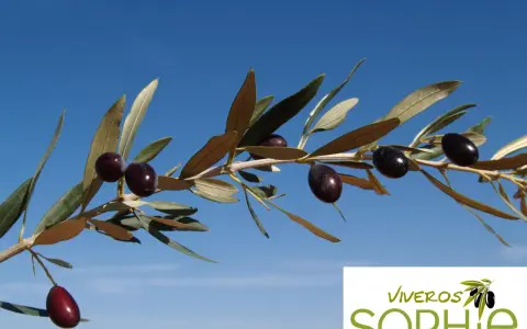 Rama de olivo con aceitunas empeltre maduras contra un cielo azul claro.