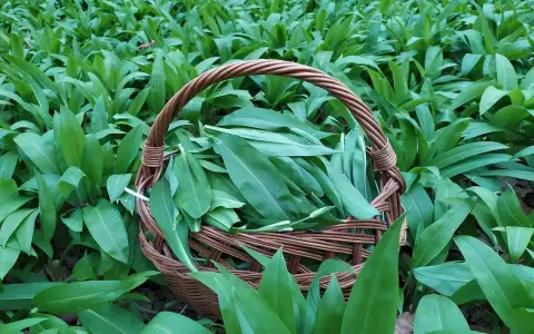 Koszyk pełen świeżo zebranych liści czosnku niedźwiedziego, otoczony gęstym, zielonym dywanem tych aromatycznych roślin.