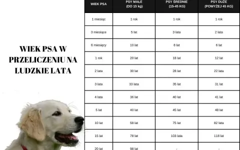 Tabela porównująca wiek psa w ludzkich latach, uwzględniająca długość życia psów małych, średnich i dużych.