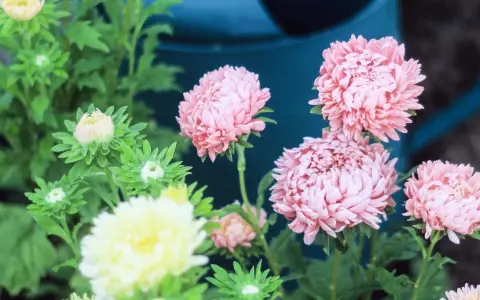 Rosa aster perenn-blommor blommar i trädgården, med knoppar som väntar på att öppna sig.