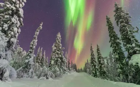 Snötäckta träd kantar en vinterväg under ett magiskt norrsken.
