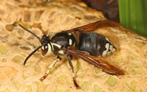 A bald faced hornet, common in Colorado, rests on a textured surface. Its black and white markings are striking.