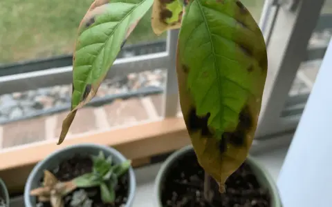 Une feuille d'avocatier montre des taches brunes et des bords secs, signe de stress ou de maladie.
