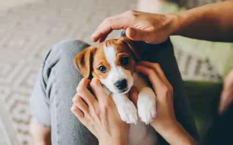 Uroczy, 7-tygodniowy szczeniak Jack Russell Terrier w rękach. Czy można wziąć 7 tygodniowego szczeniaka? Tak, jeśli jest gotowy do adopcji.