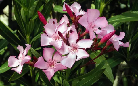 En klase ljusrosa nerium oleander-blommor med mörkgröna blad. Några knoppar är fortfarande stängda.