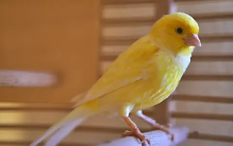 Un vivace canarino giallo, con il suo piumaggio brillante, si posa su un ramo. La muta dei canarini è un processo naturale che rinnova il loro splendore.