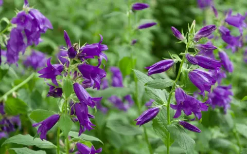 Lila Glockenblumen blühen üppig an ihrem natürlichen Standort im Grünen. Eine Biene besucht eine Blüte.